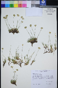 Eremogone congesta var. simulans image