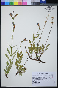 Penstemon pudicus image
