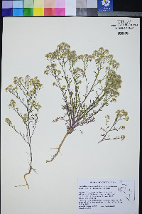Lepidium montanum image