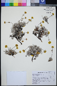 Eriogonum douglasii image