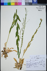 Turritis glabra image