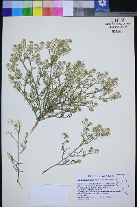 Lepidium montanum var. montanum image