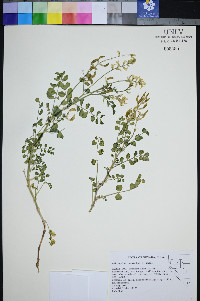 Astragalus porrectus image
