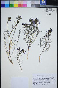 Astragalus pterocarpus image