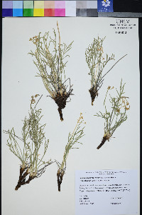 Peucedanum graveolens image