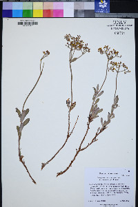 Eriogonum microthecum var. schoolcraftii image