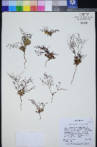 Johanneshowellia crateriorum image