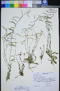 Boechera nevadensis image