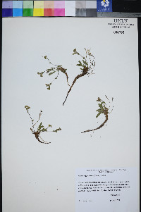 Ivesia cryptocaulis image