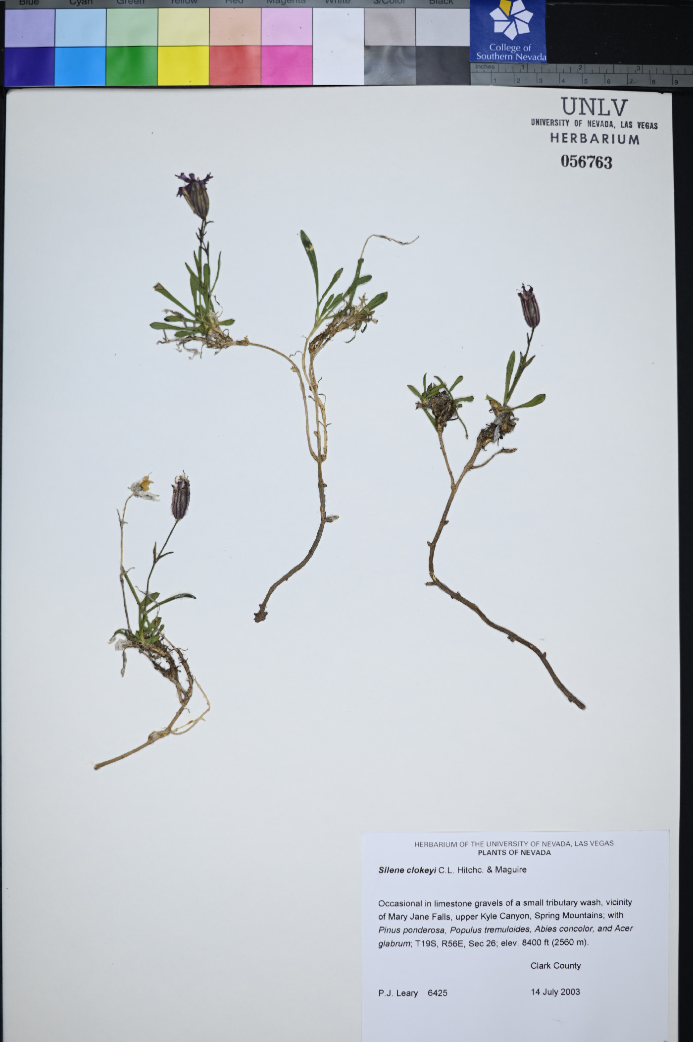 Silene clokeyi image