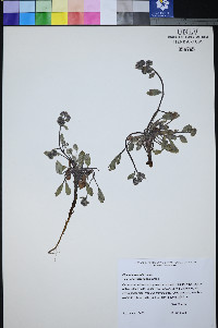 Phacelia hastata var. charlestonensis image