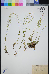 Draba spectabilis image