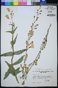 Penstemon palmeri image