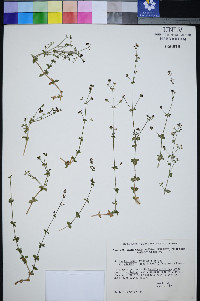 Galium hilendiae image