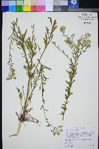 Lepidium eastwoodiae image