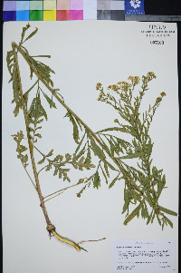 Lepidium eastwoodiae image