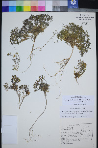 Draba pedicellata image