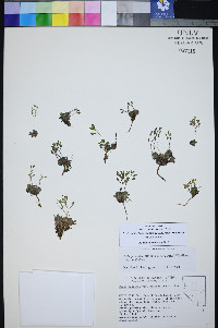 Draba pedicellata image