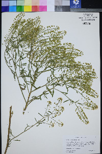 Lepidium eastwoodiae image