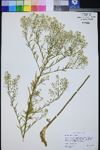 Lepidium eastwoodiae image