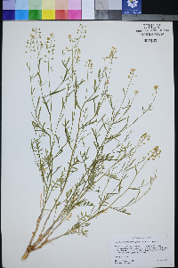 Lepidium montanum var. jonesii image