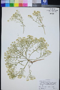 Lepidium montanum var. montanum image