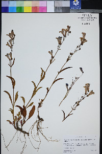 Penstemon leiophyllus image