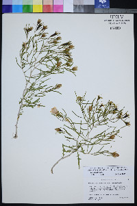 Mentzelia multicaulis image