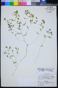 Mentzelia multicaulis image