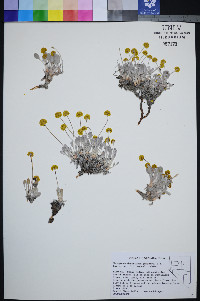 Eriogonum brevicaule var. desertorum image