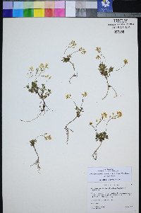 Draba pedicellata image