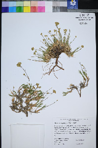 Eremogone congesta image