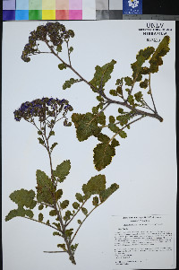 Phacelia petrosa image