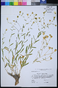 Mentzelia polita image