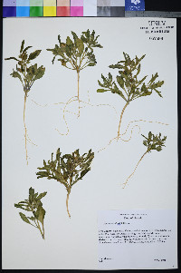Oryctes nevadensis image