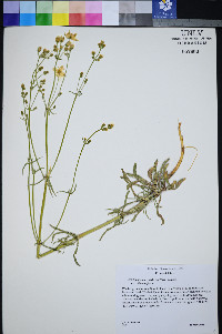 Frasera albomarginata image