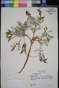 Astragalus amphioxys image