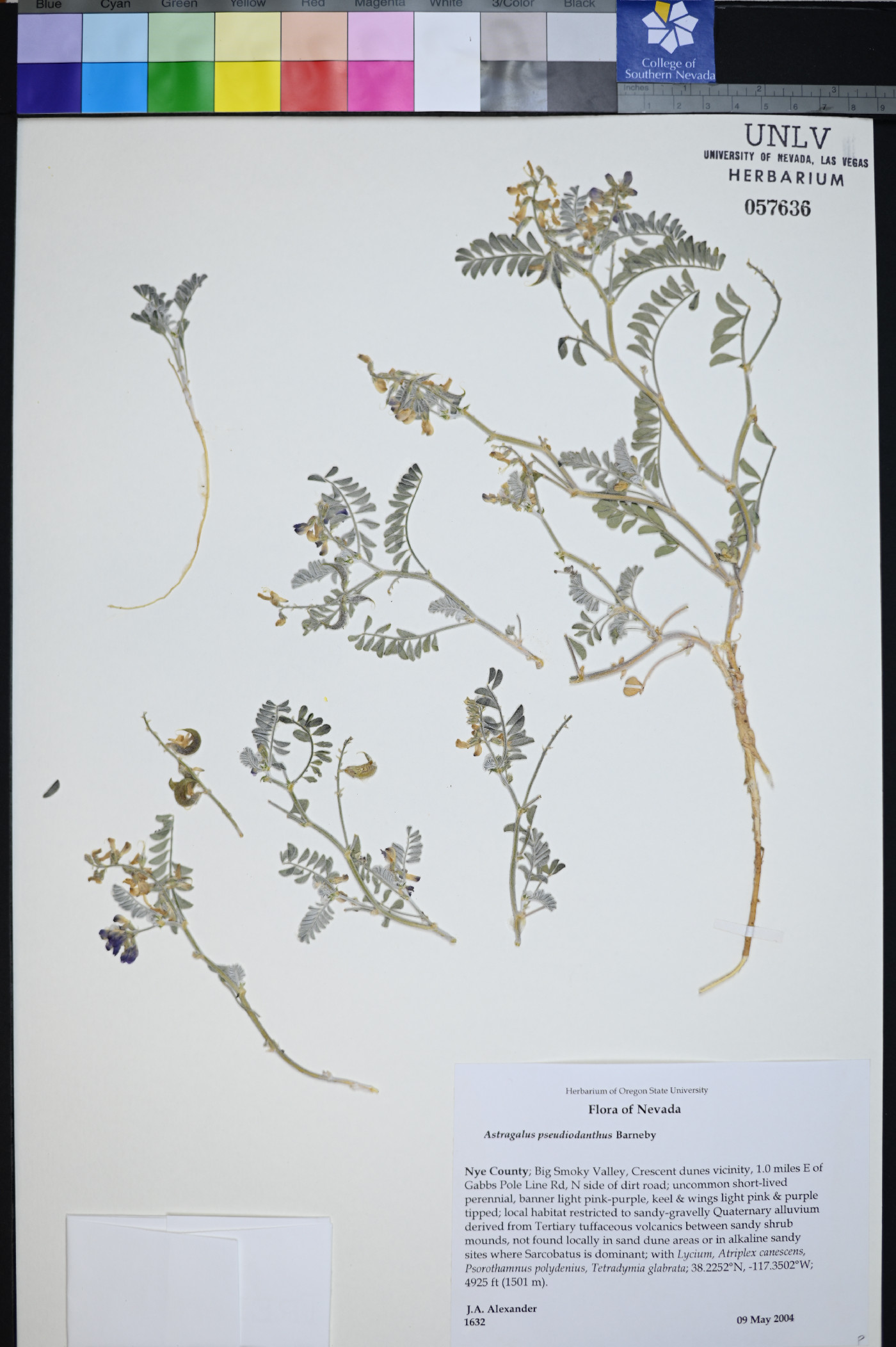 Astragalus pseudiodanthus image