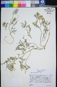 Astragalus pseudiodanthus image