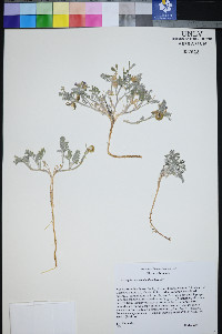 Astragalus pseudiodanthus image