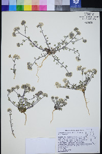 Ipomopsis congesta var. congesta image