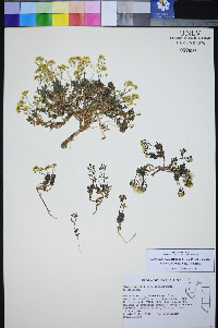 Draba pedicellata image