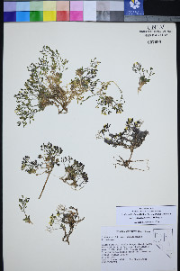 Draba pedicellata image