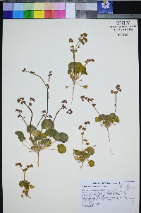 Eriogonum lemmonii image