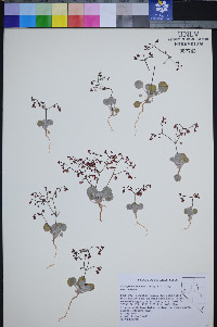 Eriogonum nutans image
