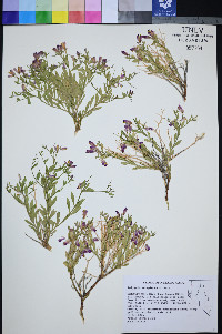 Rhinotropis subspinosa image