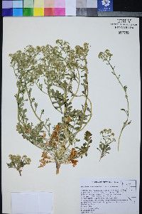 Lepidium montanum var. montanum image