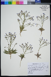Gilia heterostyla image