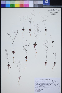 Eriogonum esmeraldense image