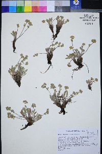 Ivesia rhypara image